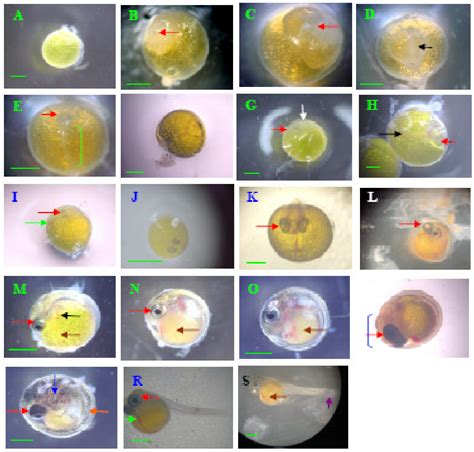 fish embryo|Fish Development Stages .